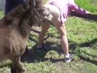 Horse anal sex on the farm fence